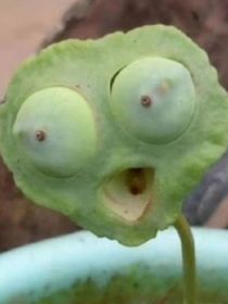 手撕剧本