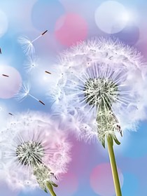 夏日蒲公英