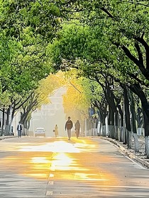 青樹檸檬草
