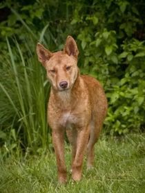 野犬女皇續(xù)集