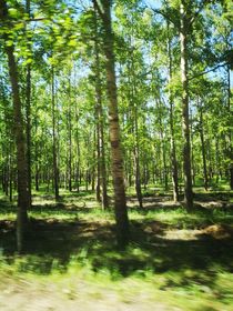 重生之影衛(wèi)榻上寵-d898