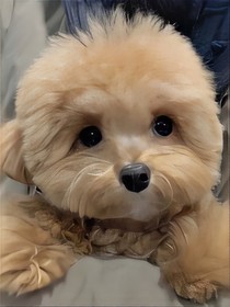 正义神铲……
