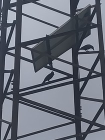 陈楚伊，再见