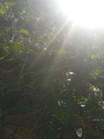 沐辞一白杨