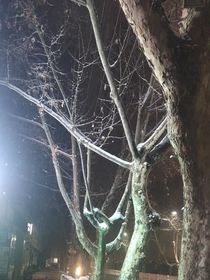花开了告诉我