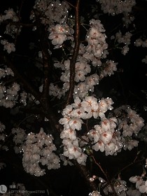 AO相恋