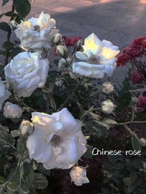 十二星座們的相愛相殺
