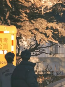 xl：情结
