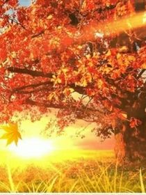 MAPLE（枫）