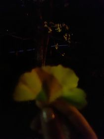 北北的落