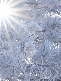 始于雪終于雪