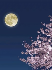 穿越之满轮月