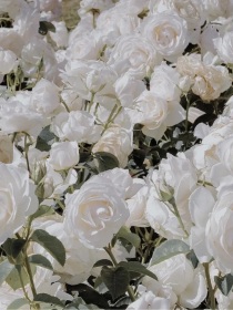 白玫瑰的暗恋