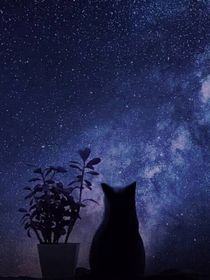 猫武士与查九沙雕聊天群