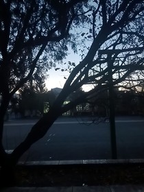 為花而來
