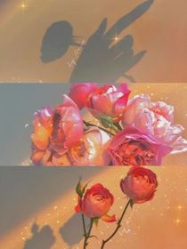 ll落日玫瑰