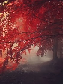 君一回眸