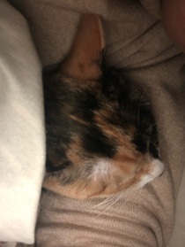 寻猫启示