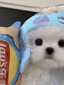 文案乸