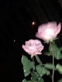 芝琴