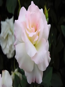 花的心语