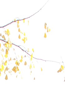 赏金贺云书