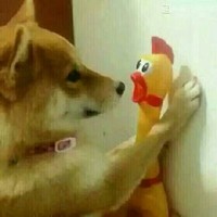 哈哈哈哈笑死我了