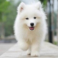 萨摩耶