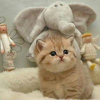 橘猫