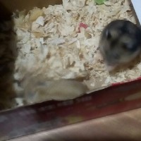 喵部独编