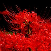 目測(cè)結(jié)局會(huì)虐