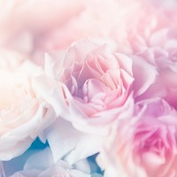 花開(kāi)半夏不負(fù)韶華