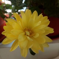 榴芒cp