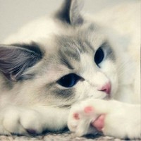 小秘书