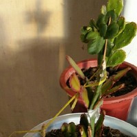 桃花盛