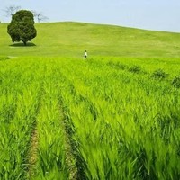 鱼众不同
