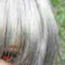 杨狗