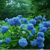 藍(lán)色紫陽(yáng)花