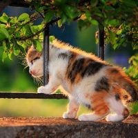 傲嬌與孤獨(dú)