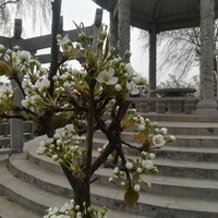 落林