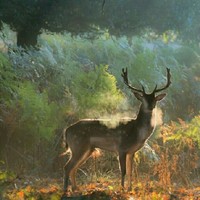 鹿deer工作室