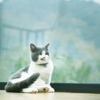 喵星人搶不到