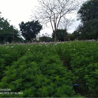 夏安安黑化吗