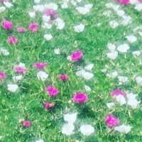 明日之子華晨宇