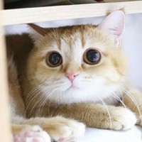 看了保證不會(huì)后悔
