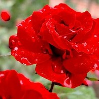 血色薔薇