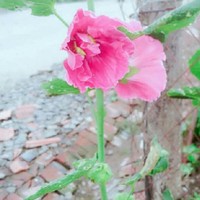 我只想有个人陪