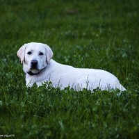 忠犬的故事