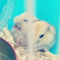 飼養(yǎng)手冊