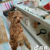 不是玛丽苏文